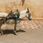 donkey Souks Marrakesh