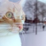 Lytro in the snow